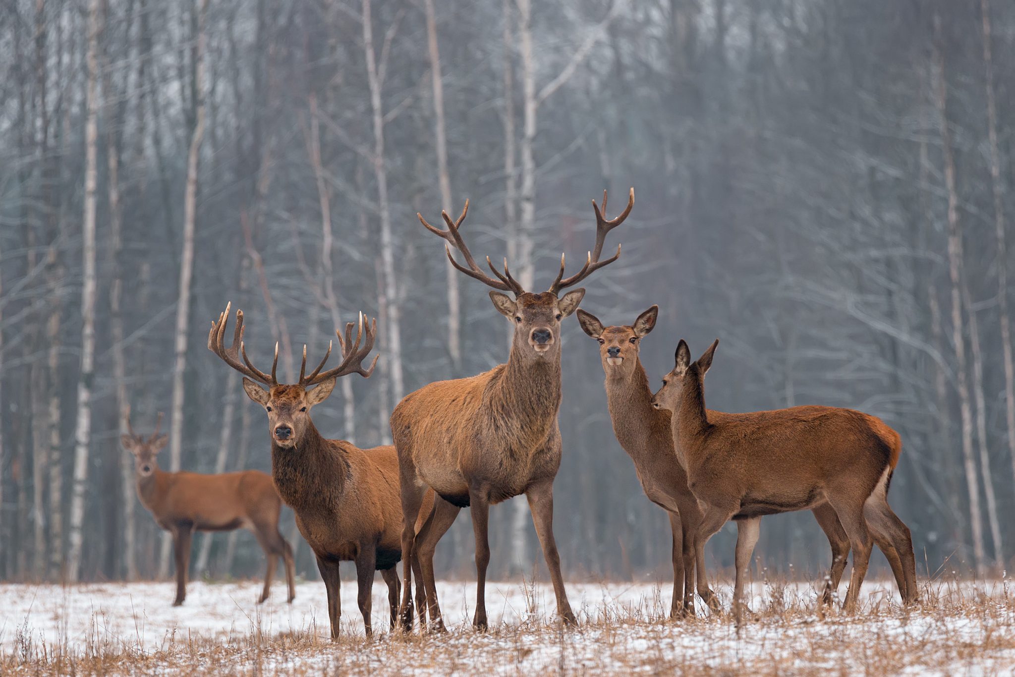 More deer hunt licenses available in North Dakota this year MDMH Minot